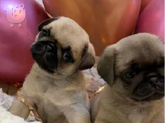 PoulaTo: Pug κουτάβια